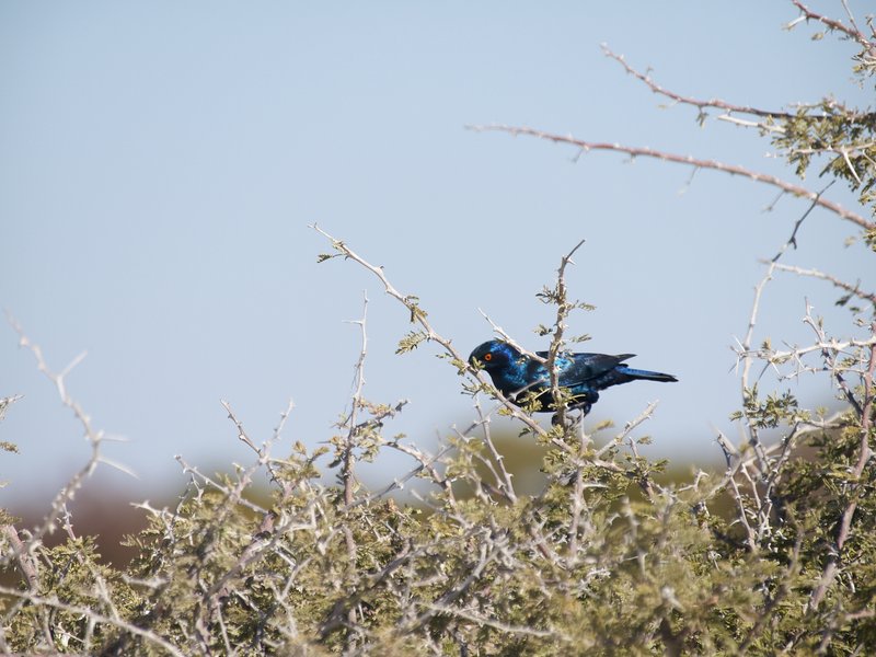 Bird, Etosha National Park